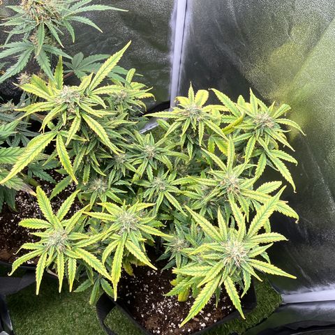 Tropical Zmoothie 🥭🥤 growlog timeline photo