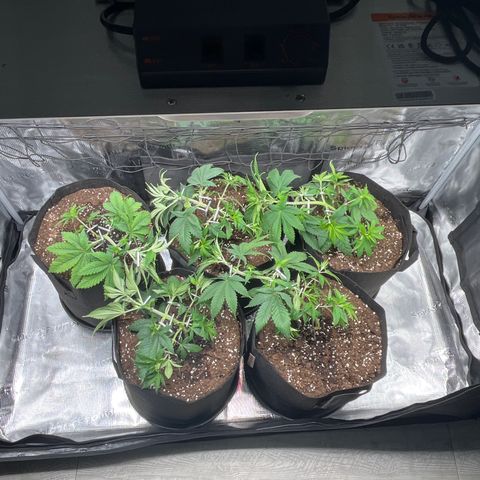 Runtz #1 growlog timeline photo