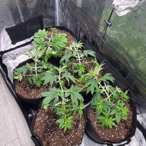 Runtz #1 growlog timeline photo