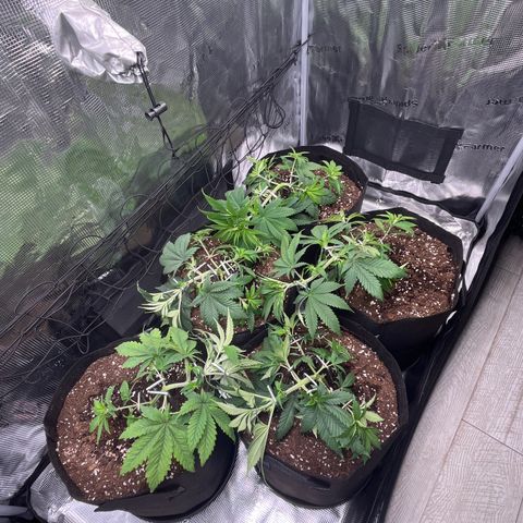 Runtz #1 growlog timeline photo