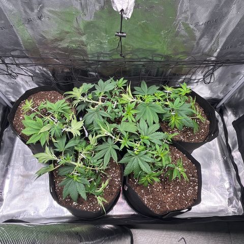 Runtz #1 growlog timeline photo