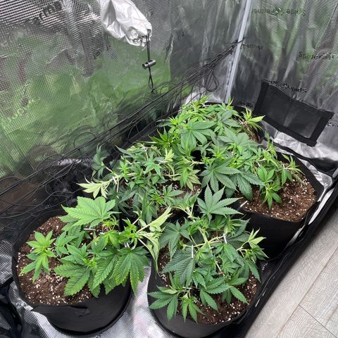 Runtz #1 growlog timeline photo