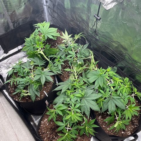 Runtz #1 growlog timeline photo