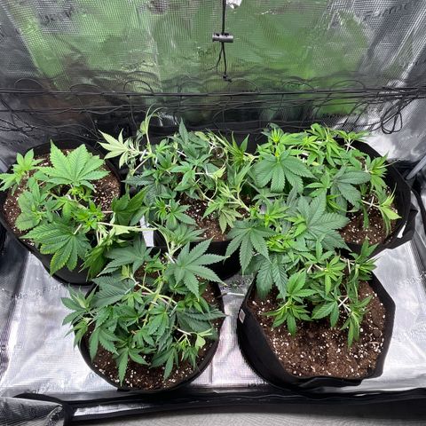 Runtz #1 growlog timeline photo