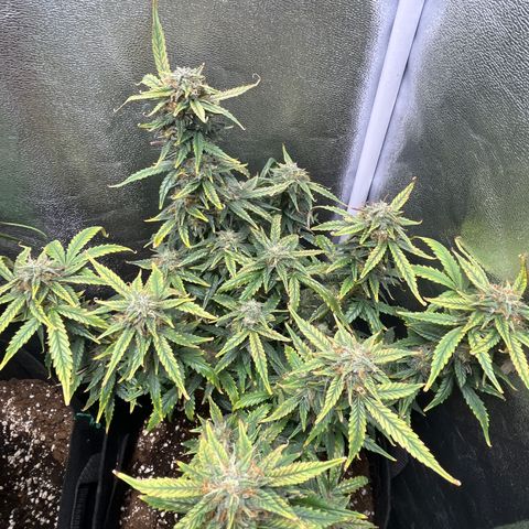 Tropical Zmoothie 🥭🥤 growlog timeline photo