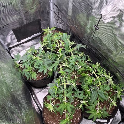 Runtz #1 growlog timeline photo