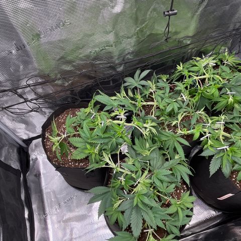 Runtz #1 growlog timeline photo