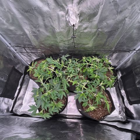 Runtz #1 growlog timeline photo