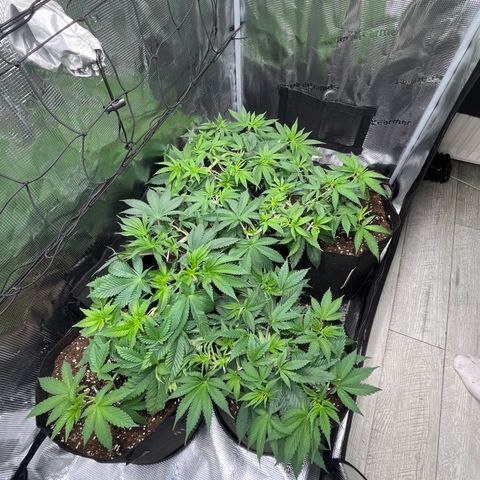 Runtz #1 growlog timeline photo