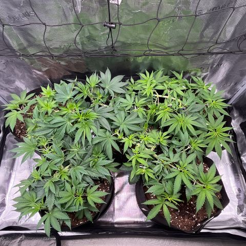 Runtz #1 growlog timeline photo