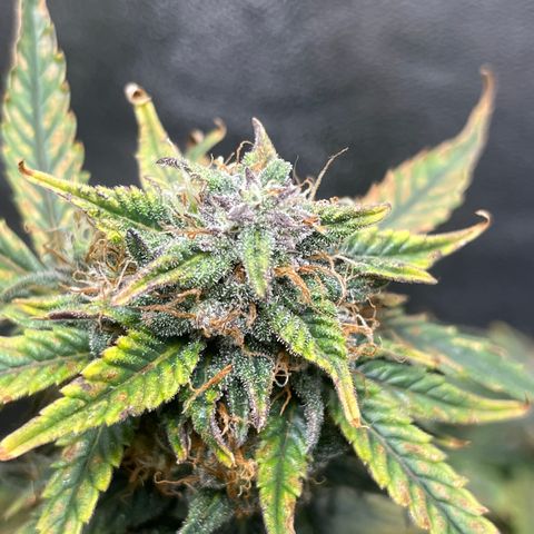Tropical Zmoothie 🥭🥤 growlog timeline photo