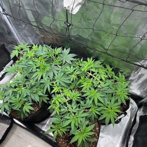 Runtz #1 growlog timeline photo
