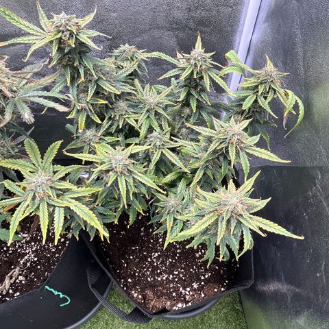 Tropical Zmoothie 🥭🥤 growlog timeline photo