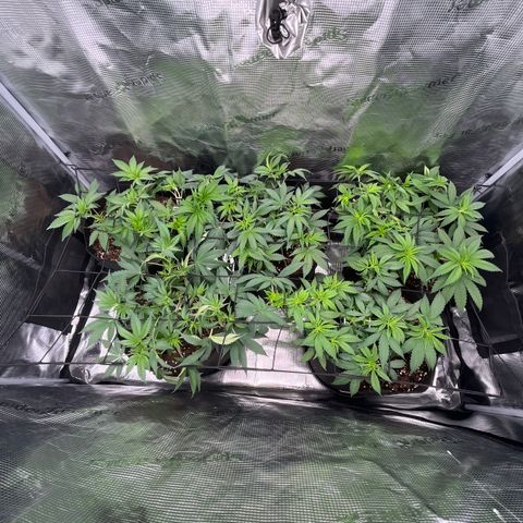 Runtz #1 growlog timeline photo