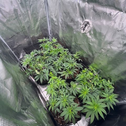 Runtz #1 growlog timeline photo