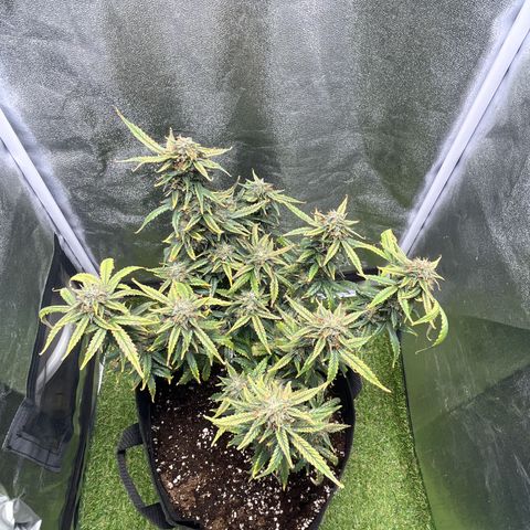 Tropical Zmoothie 🥭🥤 growlog timeline photo