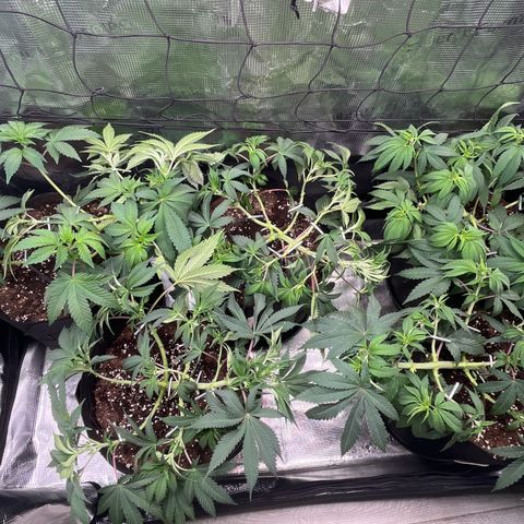 Runtz #1 growlog timeline photo