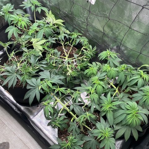 Runtz #1 growlog timeline photo