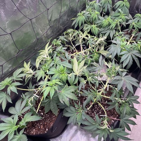 Runtz #1 growlog timeline photo