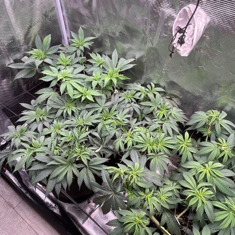 Runtz #1 growlog timeline photo