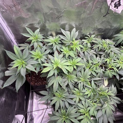 Runtz #1 growlog timeline photo