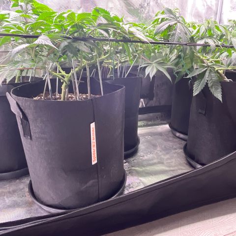 Runtz #1 growlog timeline photo