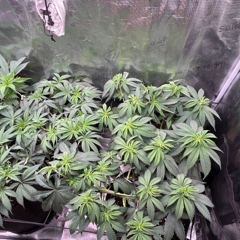 Runtz #1 growlog timeline photo