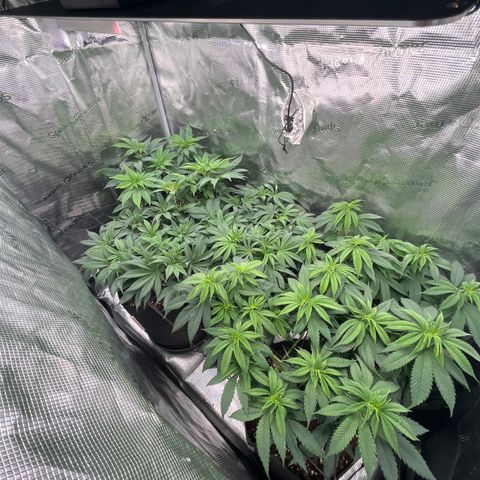 Runtz #1 growlog timeline photo