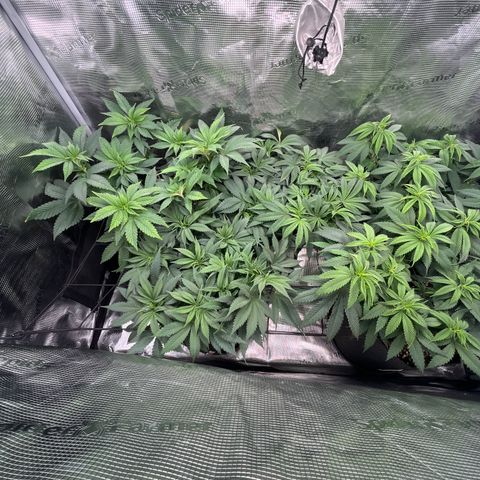 Runtz #1 growlog timeline photo