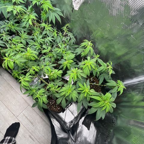Runtz #1 growlog timeline photo