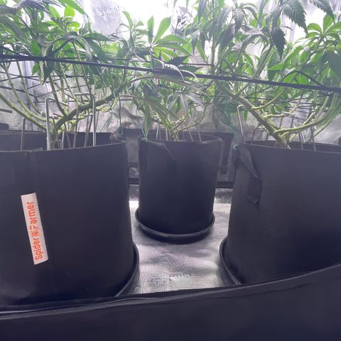 Runtz #1 growlog timeline photo