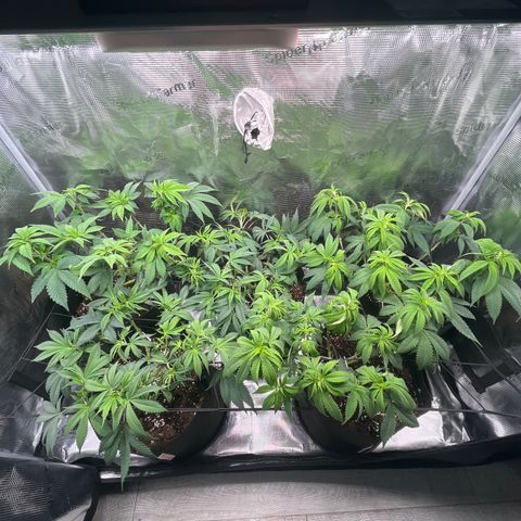 Runtz #1 growlog timeline photo