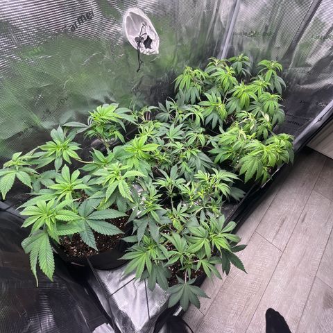 Runtz #1 growlog timeline photo