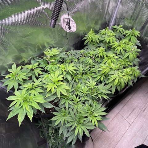 Runtz #1 growlog timeline photo