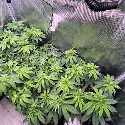 Runtz #1 growlog timeline photo