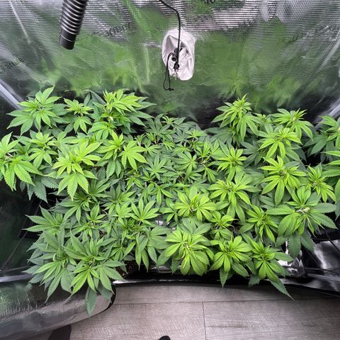 Runtz #1 growlog timeline photo