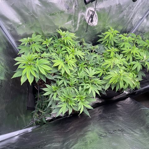 Runtz #1 growlog timeline photo