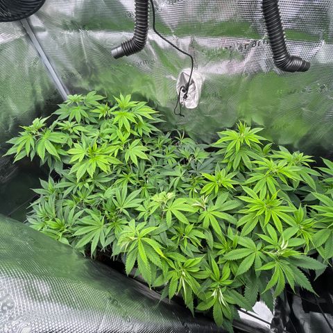 Runtz #1 growlog timeline photo