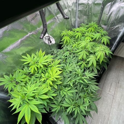 Runtz #1 growlog timeline photo