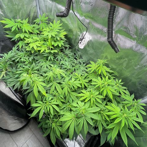 Runtz #1 growlog timeline photo