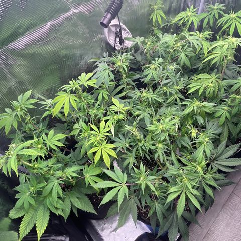 Runtz #1 growlog timeline photo