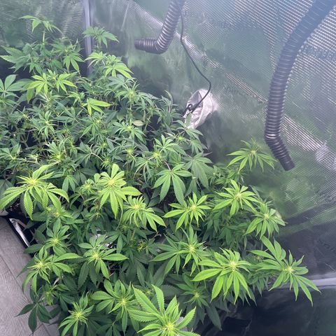 Runtz #1 growlog timeline photo