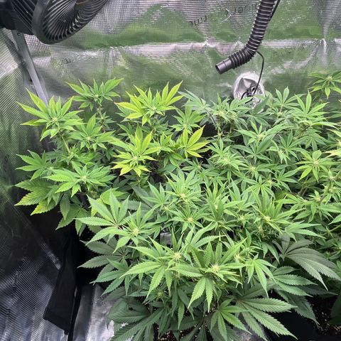Runtz #1 growlog timeline photo