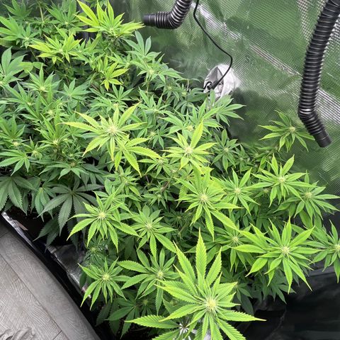 Runtz #1 growlog timeline photo