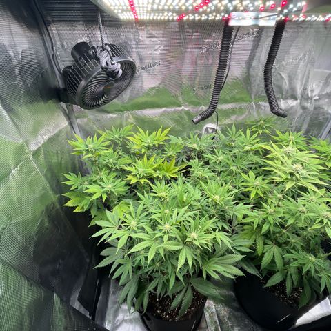 Runtz #1 growlog timeline photo