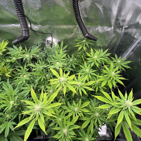 Runtz #1 growlog timeline photo