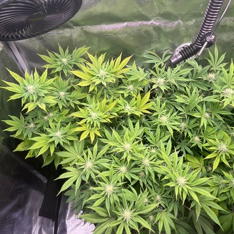 Runtz #1 growlog timeline photo