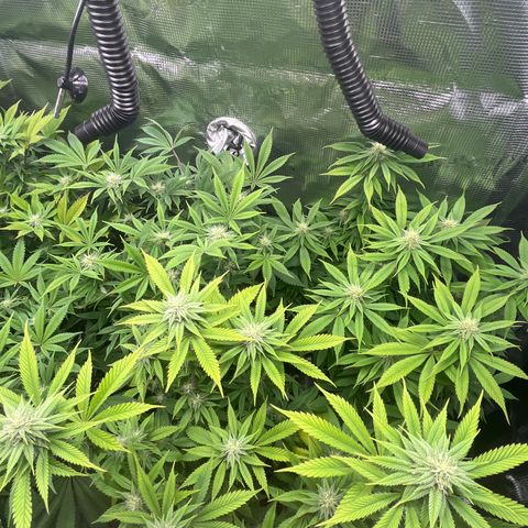 Runtz #1 growlog timeline photo