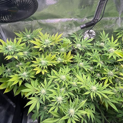 Runtz #1 growlog timeline photo