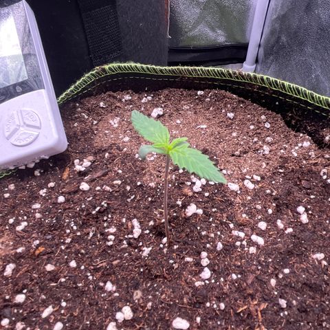 Strawberry Gorilla Auto growlog timeline photo